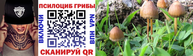 ОМГ ОМГ tor  Себеж  Псилоцибиновые грибы прущие грибы 